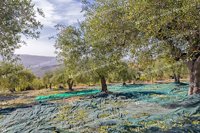 Olive Nets