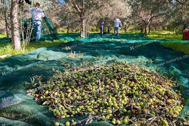 Olive Nets